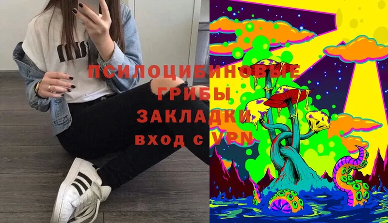 Псилоцибиновые грибы Cubensis  Апшеронск 